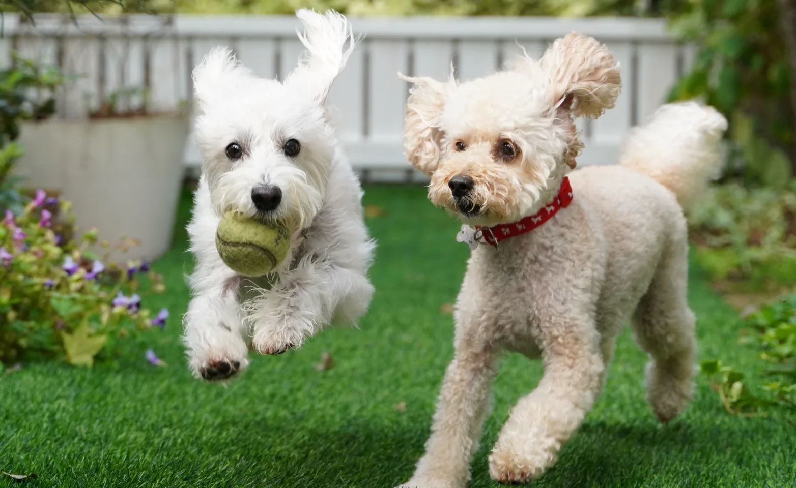 Dogs, ball game in flower garden